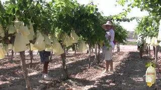 El embolsado de la uva- (II) Ciclo de vida de la Uva Embolsada del Vinalopó D.O.