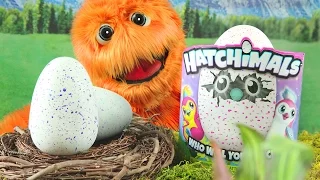Hatchimals Hatching Video Eggs Opening Draggles Giant Toy Review Draggles & Pengualas for kids