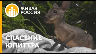 Спасение Юпитера