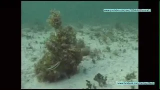 Amazing Octopus Camouflage