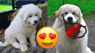 Great Pyrenees — Adorable And Hilarious Videos And Tik Toks Compilation