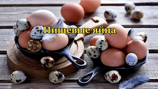 Классификация пищевых яиц.