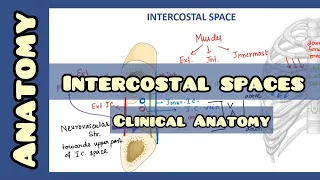 Intercostal Space | Anatomy and Clinical Importance |