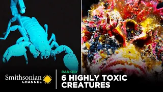 6 Highly Toxic Creatures 🦂 Smithsonian Channel