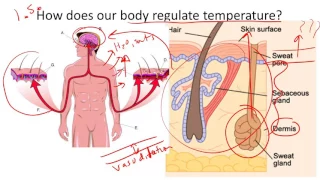 Thermoregulation