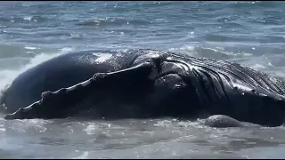 Whale carcass washes ashore at Manhattan Beach in Half Moon Bay
