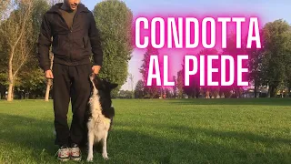 come insegnare al CANE la CONDOTTA al PIEDE - ADESTRAMENTO CANI