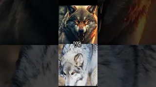 WOLF VS WILD DOG,BEARWOLF,BLACK WOLF ,(FENRIR)