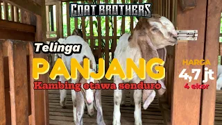 Kambing senduro warna jrabang❓TELINGA PANJANG‼️