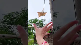 Baby Sugar Glider Fly