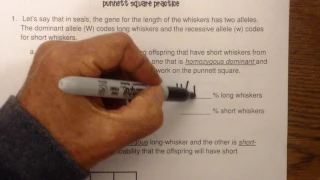 Punnett Squares the basics