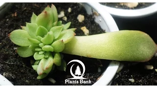 How to Grow Echeveria & Succulent plants A to Z Part 1