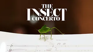 Insect Concerto – The Great Chirping