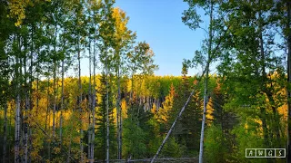 Canada Moose Archery Moose hunts with AWGS in Alberta, Canada - Close but no Cigar