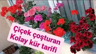 ÇİÇEKLERİNİZ BU TARİFLE ÇOŞTUKÇA COŞSUN ÇİÇEK ÇOŞTURAN KOLAY KÜR TARİFİ