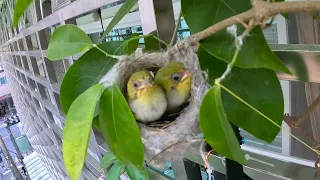 療癒小精靈~綠繡眼鳥從孵蛋,出生,餵養,到離巢 全紀錄. Full film of White-Eye Bird from hatching, birth, feeding, to fledging