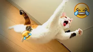 🐱😅 Funniest Cats and Dogs Videos 🐱😂 New Funny Animals 2024 # 19