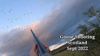 Goose and Duck Shooting Scotland September 2022