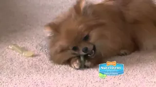 Nylabone TV Commercial