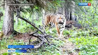Следы амурского тигра впервые за 50 лет обнаружены в Якутии