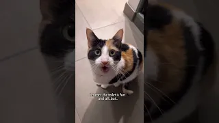 Cute Calico Demands Attention on Caturday