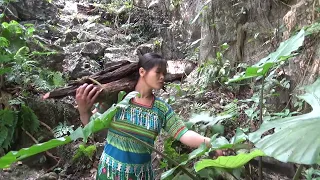 Primitive Life - Bushcraft survival in the rainforest meet forest people - chicken trap wild