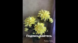 Георгин кустовой из Изолона