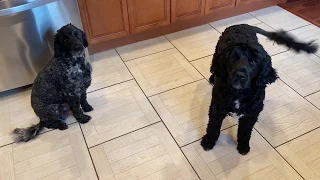 Male Portuguese Water Dog Versus Female - Black Dog is Male.  He yells at me!!