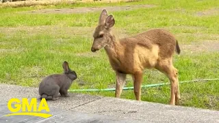 A real-life Bambi and Thumper caught on camera