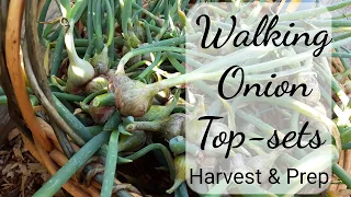 Walking Onion Top-Sets ~ How To Harvest & Prep ~ Garden To Table ~ My Quaint Cottage