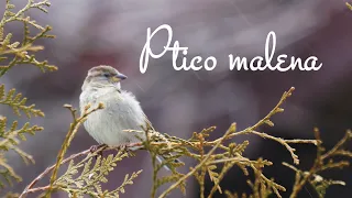 Prljavo kazalište - Ptico malena (Official lyric video)