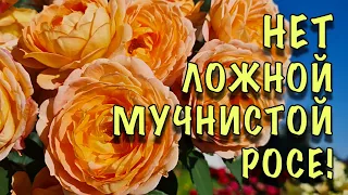 ХВАТИТ МУЧАТЬСЯ с ЛОЖНОЙ МУЧНИСТОЙ РОСОЙ! ОПРЫСКАЙТЕ розы ПОКА НЕ ПОЗДНО! СУПЕР КОКТЕЙЛЬ 5 в 1!