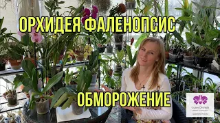 Орхидея Фаленопсис , Обморожение!
