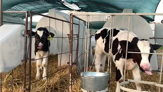 Телята Голштины в индивидуальных домиках - 4K Видео / Holstein calves in individual huts - 4K Video