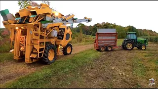 Harvesting Grapes in Erie County Pennsylvania