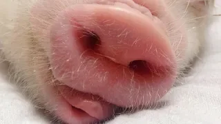 Baby Pigs - Funny And Cute Baby Pig Videos Compilation #3