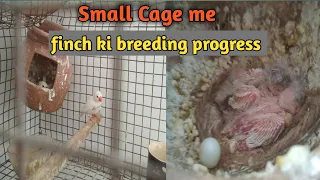 finch ki breeding progress part_2||🕊️ फिंच चिड़िया के अंडे और बच्चे|🐥🐥 ✓✓@patnabudgieslover