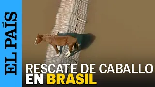 BRASIL | El rescate del caballo Caramelo en las inundaciones en Rio Grande do Sul | EL PAÍS