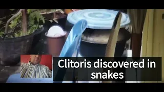 Clitoris discovered in snakes