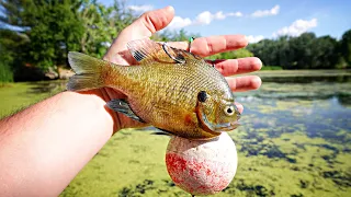 Weedline Fishing BIG BAITS Under GIANT BOBBERS!!! (Monster After Monster)