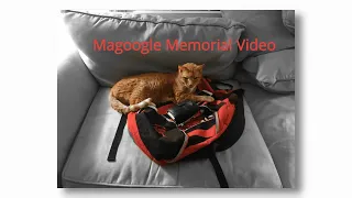 Magoogle Memorial Video