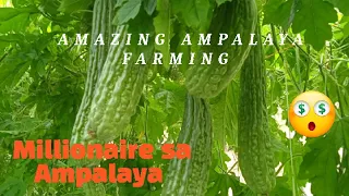 Ampalaya millionaire "bitter gourd farming" #farm #farming #ampalayafarming