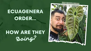 Ecuagenera Unboxing | 2 month Update | How are the imported plants doing?