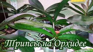 ТРИПСЫ на Орхидее | Обработка Орхидей от Вредителей