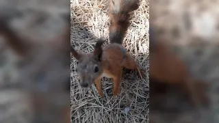 Встреча с БЕЛКАМИ 🥜🌳 | Белка пьёт воду 💦 | Со звуком   🔊