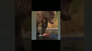 Brown bear is eating salmon fish🐠🐋🐟.#bear #shorts #animals #viral #zoo #wildlife