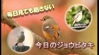 本日もジョウビタキ part1 #野鳥