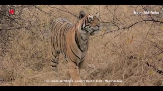 The Palace on Wheels (Luxury Train of India) - Max Holidays