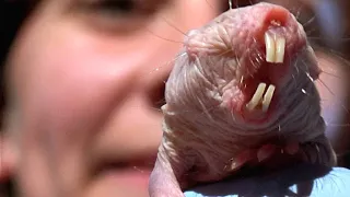 Fascinating Footage of Naked Mole Rat Surviving Without Oxygen