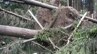 Ураган в Москве 21.06.1998 (последствия)